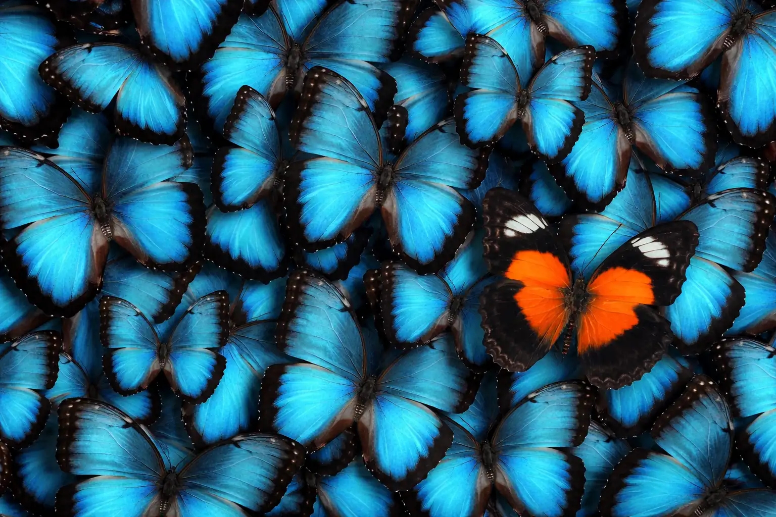 Agencia SEO y SEM de posicionamiento web - OptimizaClick